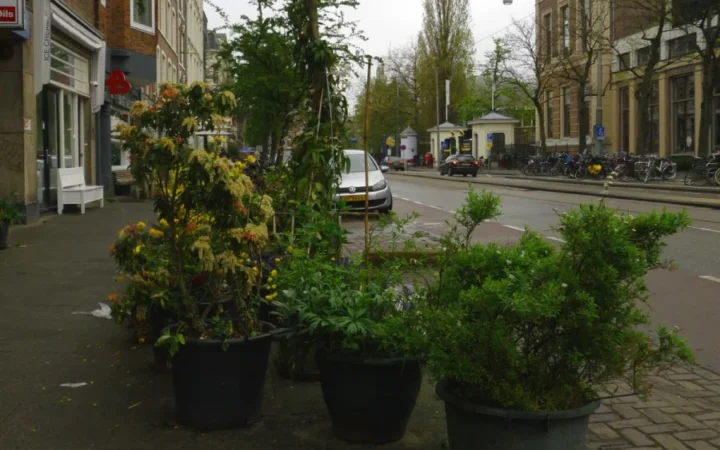 Grădinăritul și horticultura câștigă teren în România: De ce tot mai mulți români își cultivă propriile legume