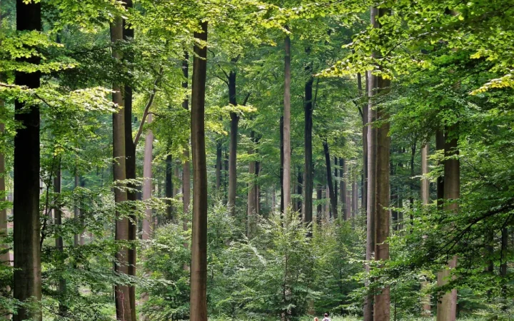 România, refugiu al sălbăticiei: Cum ne protejăm fauna și natura?