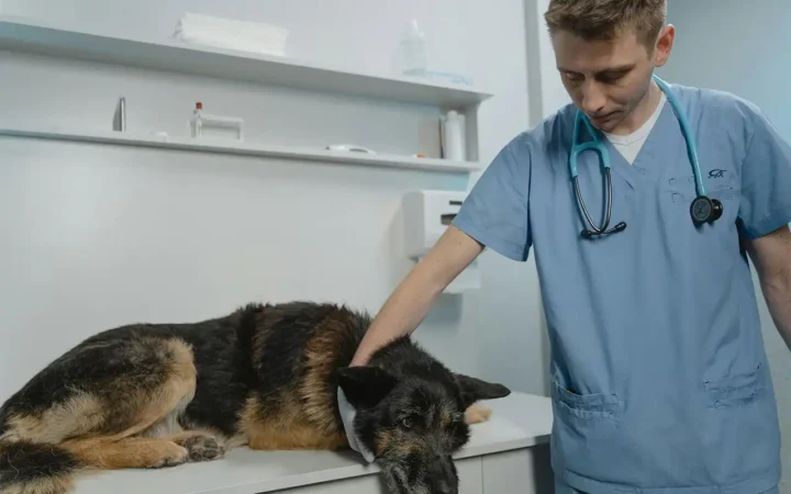 Cât de des ar trebui dus animalul la veterinar? Specialiștii explică riscurile