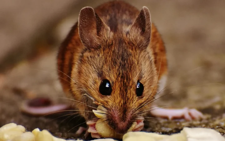Alertă în Ucraina: Număr Crescut de Infecții cu Hantavirus Transmise de Rozătoare