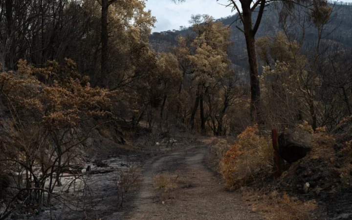 Cod Roșu de Incendii în Valencia: Avertisment Oficial pentru Românii Care Călătoresc sau Tranzitează Zona