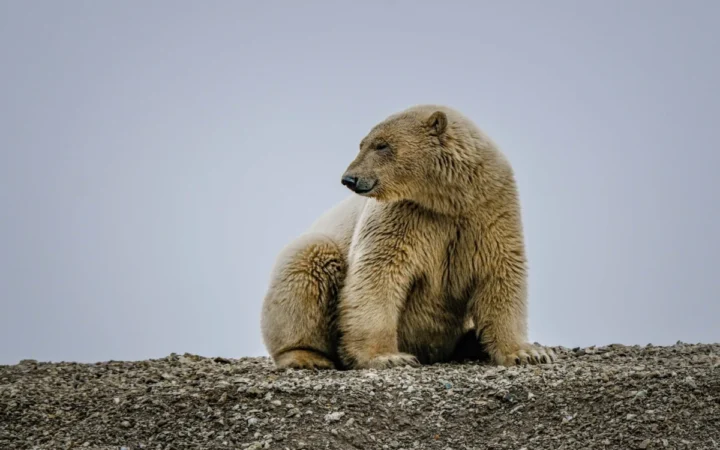 Larissa, cea mai longevivă femelă de urs polar din captivitate, a murit la 36 de ani în Germania