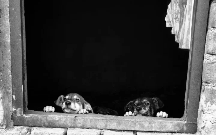 Medicul veterinar de la adăpostul „Imperiul Cățeilor” din Suceava, acuzat că a eutanasiat ilegal 662 de câini