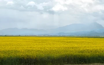 Mecanizare și digitalizare: Cum se transformă agricultura românească în era tehnologiei